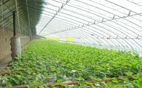 優尼科陽光板搭建的溫室大棚